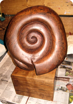 ammonite