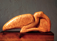 scard ibis
